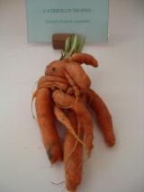Catisfield 
         Horticultural Society Autumn Show 2003  Oddest Vegetable  