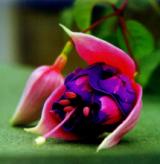 Fuchsia 
        Catisfield Pride 
        - bred by Catisfield 
         Horticultural Society President John Bridgland