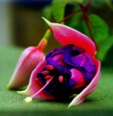 A bloom of the 'Catisfield Pride' fuchsia, 
bred by John Bridgland, President 
Catisfield Horticultural Society.
-- photo: Doug Glading